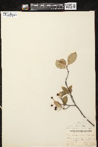 Aronia × prunifolia image