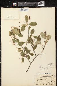 Aronia × prunifolia image