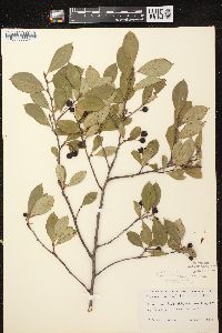 Aronia × prunifolia image