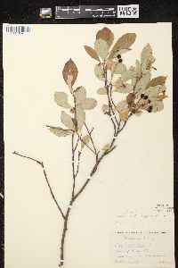 Aronia × prunifolia image