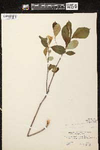 Aronia × prunifolia image