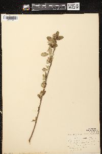 Aronia × prunifolia image