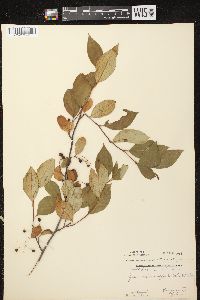 Aronia × prunifolia image