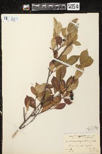 Aronia × prunifolia image