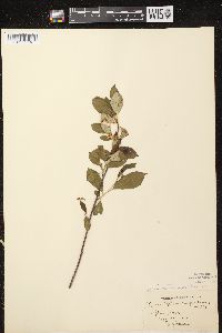 Aronia × prunifolia image