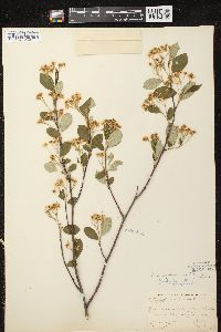 Aronia × prunifolia image