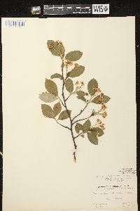 Aronia × prunifolia image