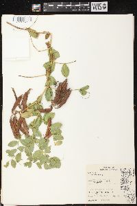 Lathyrus japonicus image