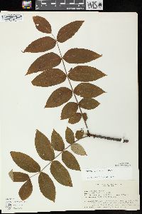 Juglans cinerea image