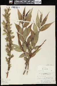 Salix lucida image