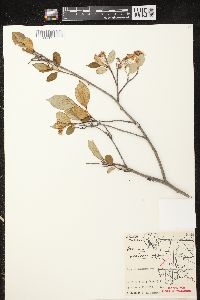 Aronia × prunifolia image