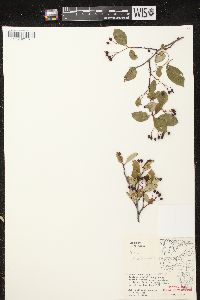 Aronia × prunifolia image