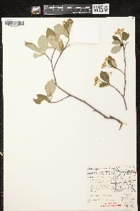 Aronia × prunifolia image