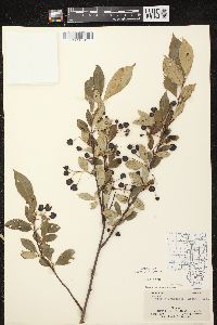 Aronia × prunifolia image