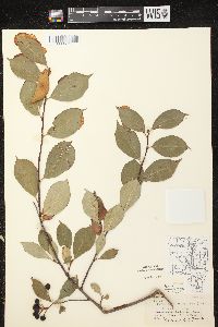 Aronia × prunifolia image