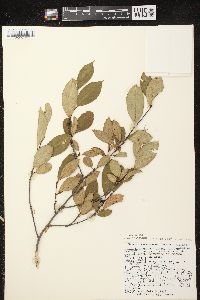 Aronia × prunifolia image