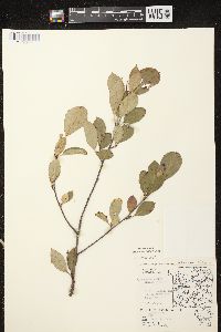 Aronia × prunifolia image