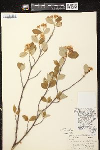 Aronia × prunifolia image