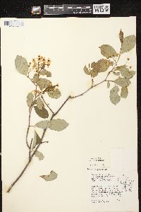 Aronia × prunifolia image