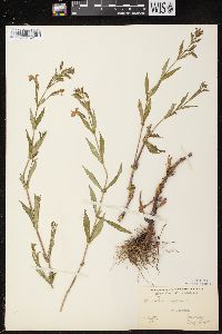 Mimulus ringens var. ringens image