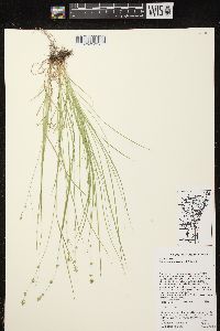 Carex radiata image