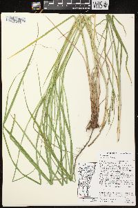 Carex emoryi image