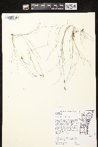 Carex gynocrates image