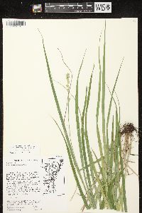 Carex sparganioides image