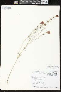 Agalinis purpurea var. purpurea image