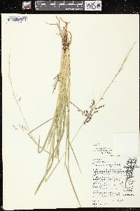 Zizania palustris image