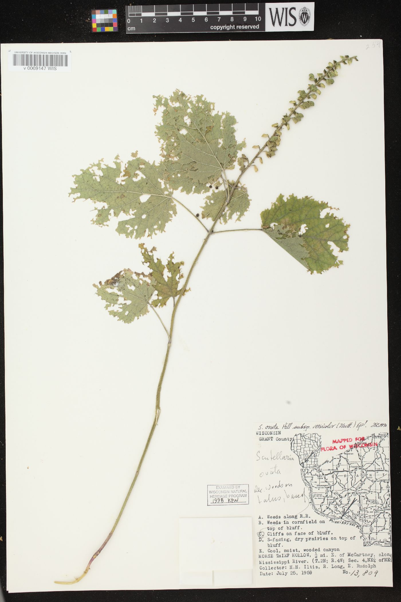 Scutellaria ovata subsp. ovata image