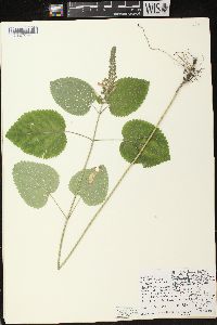 Scutellaria ovata subsp. ovata image