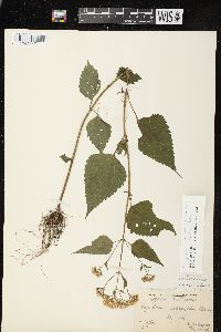 Ageratina altissima var. altissima image