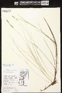 Carex livida image