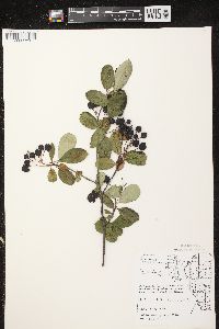 Aronia × prunifolia image