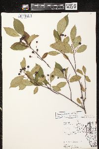 Aronia × prunifolia image