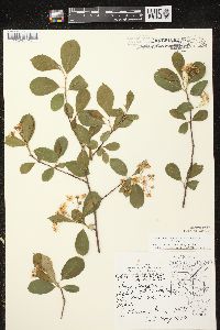 Aronia × prunifolia image