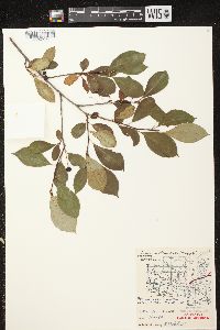 Aronia × prunifolia image