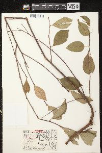 Aronia × prunifolia image