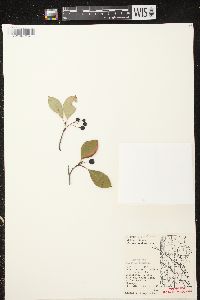 Aronia × prunifolia image