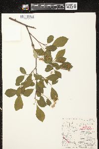 Aronia × prunifolia image