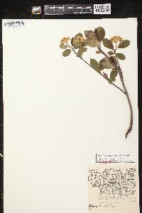 Aronia × prunifolia image