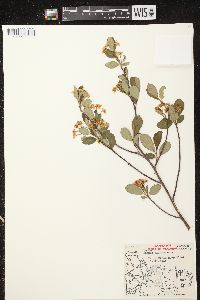 Aronia × prunifolia image