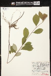 Aronia × prunifolia image