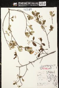 Aronia × prunifolia image