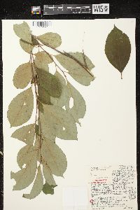 Aronia × prunifolia image