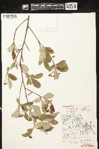 Aronia × prunifolia image