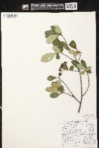 Aronia × prunifolia image