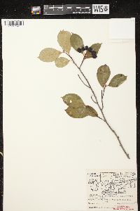 Aronia × prunifolia image