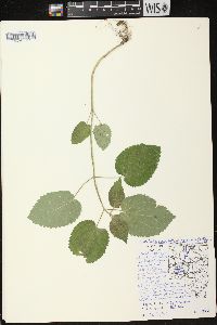 Scutellaria ovata image